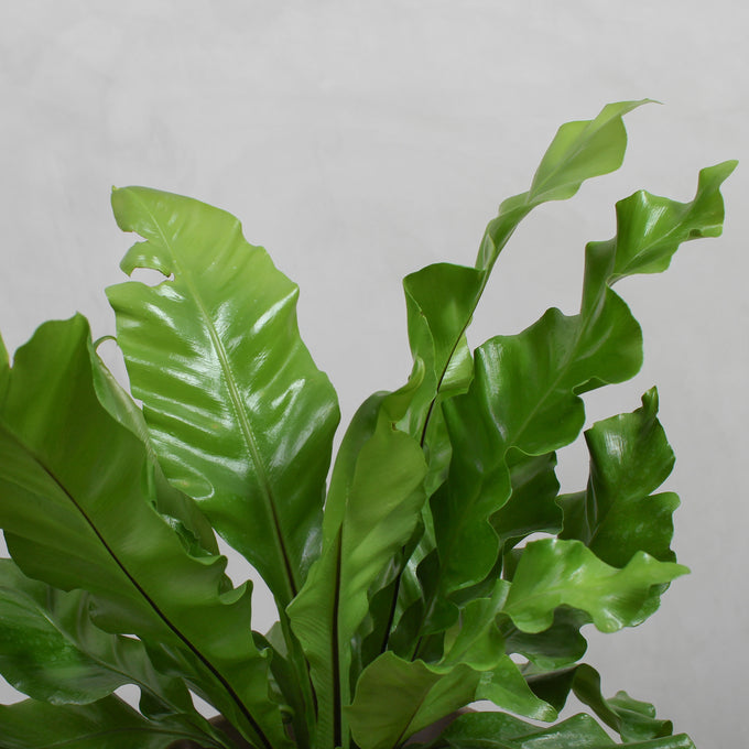 Pasningsvejledning for Asplenium