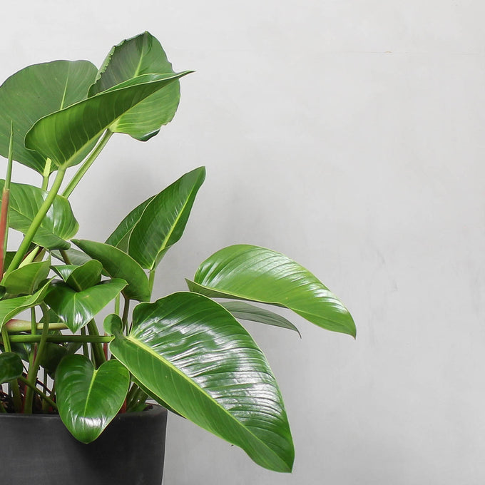 Pasningsvejledning for Philodendron Congo
