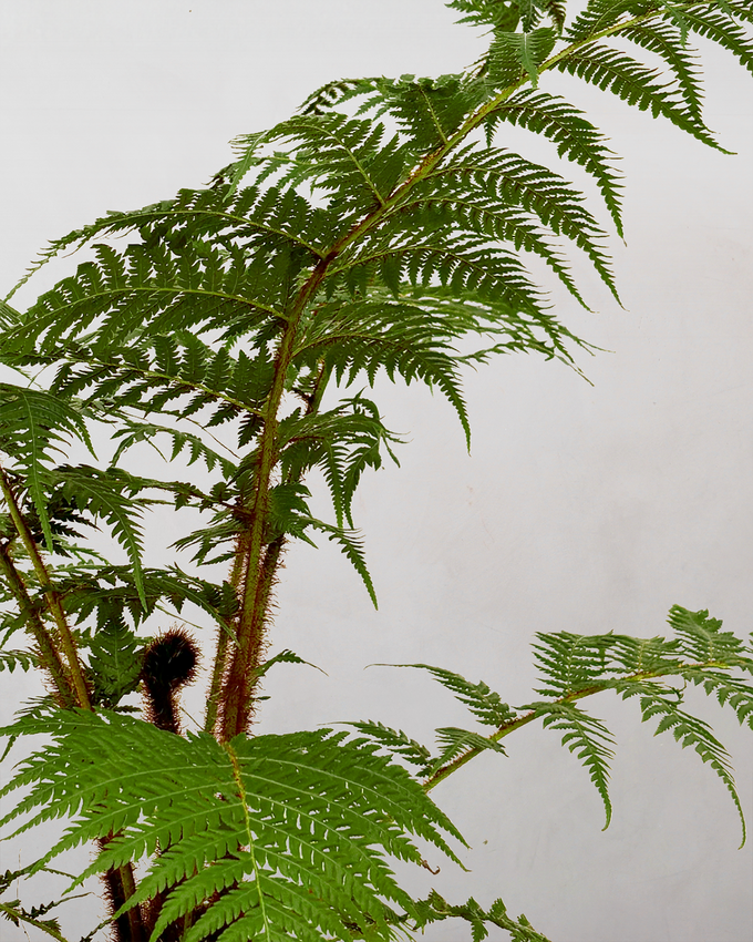 Pasningsvejledning for Australsk Træbregne (Cyathea cooperi)