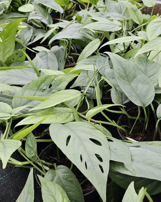 Pasningsvejledning for Epipremnum Pinnatum 'Cebu Blue'
