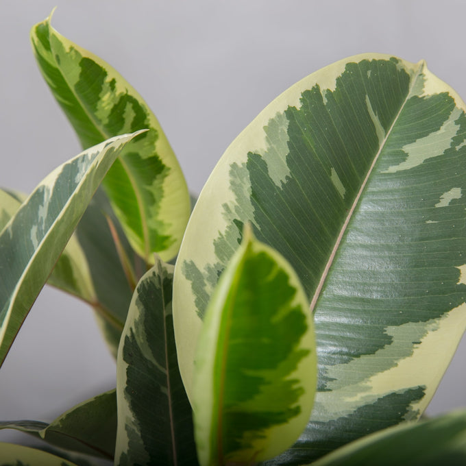 Pasning af Gummitræ (Ficus Elastica)