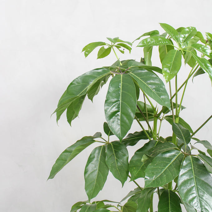 Pasningsvejledning for Schefflera Amate