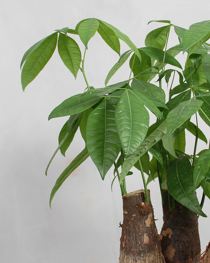 Pasningsvejledning for Lykkekastanje (Pachira aquatica)
