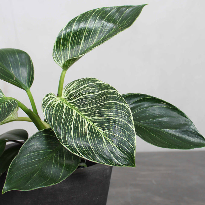 Pasningsvejledning for Philodendron Birkin