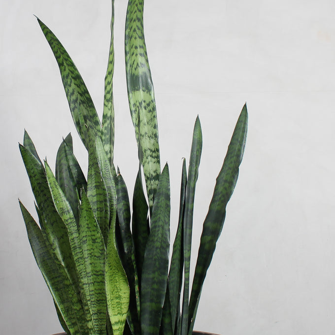Pasningsvejledning for Sansevieria (Svigermors skarpe tunge)