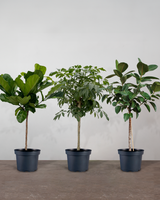 1-2-Træ Plantepakken