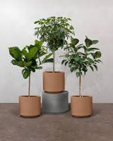 1-2-Træ Plantepakken