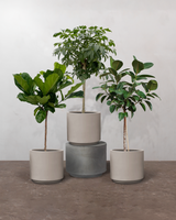 1-2-Træ Plantepakken