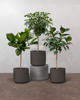 1-2-Træ Plantepakken