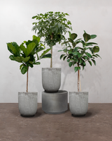 1-2-Træ Plantepakken