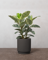 type=Simple krukke/color=Warm Black