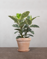 type=Terracotta krukke/color=Terracotta