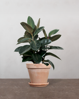 type=Terracotta krukke/color=Terracotta