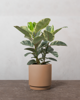 type=Simple krukke/color=Pale Terracotta