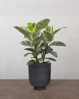 type=Vig krukke/color=Sort