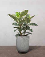 type=Glaseret krukke/color=Grå