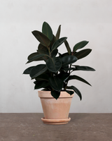 type=Terracotta krukke/color=Terracotta