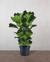 type=Ingen krukke/color=Ingen farve