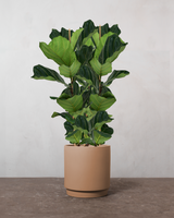 type=Simple krukke/color=Pale Terracotta