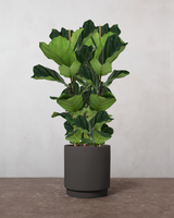 type=Simple krukke/color=Warm Black