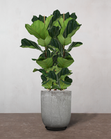 type=Glaseret krukke/color=Grå