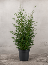 Bambus Fargesia robusta 'Tauro' - 140-160 cm