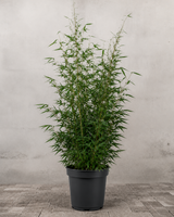 Bambus Fargesia robusta 'Tauro' - 140-160 cm