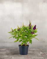 Sommerfuglebusk, Buddleja 'Little Magenta' - 40-60 cm