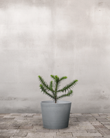 type=Greenify Udendørskrukke/color=Grå