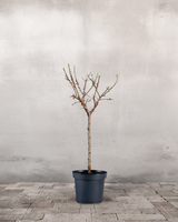 type=Ingen krukke/color=Ingen farve