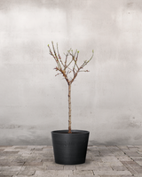 type=Greenify Udendørskrukke/color=Sort