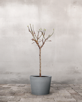 type=Greenify Udendørskrukke/color=Grå