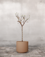 type=Simple krukke/color=Pale Terracotta