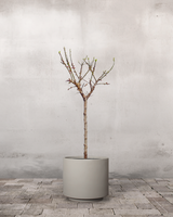 type=Simple krukke/color=Light Sand