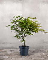 type=Ingen krukke/color=Ingen farve