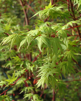 Japansk Løn, Acer palmatum 'Sangokaku' - 100-120 cm