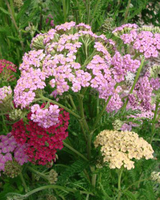 Røllike, Achillea Millefolium 'Summer Pastels' - 12 cm potte