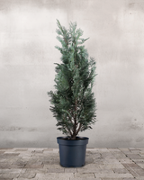 type=Ingen krukke/color=Ingen farve