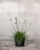 Skærmlilje, Agapanthus 'Blue Storm' - 30-50 cm