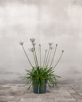 Skærmlilje, Agapanthus 'Blue Storm' - 30-50 cm