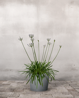 Skærmlilje, Agapanthus 'Blue Storm' - 30-50 cm