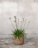 Skærmlilje, Agapanthus 'Blue Storm' - 30-50 cm