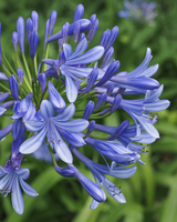 Skærmlilje, Agapanthus 'Blue Storm' - 30-50 cm