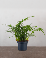 type=Ingen krukke/color=Ingen farve