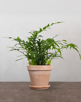 type=Terracotta krukke/color=Terracotta