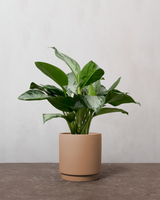 type=Simple krukke/color=Pale Terracotta