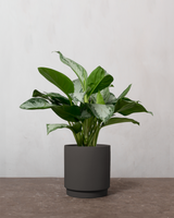 type=Simple krukke/color=Warm Black