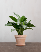 type=Terracotta krukke/color=Terracotta