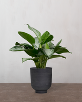 type=Vig krukke/color=Sort