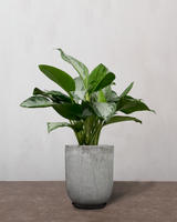 type=Glaseret krukke/color=Grå